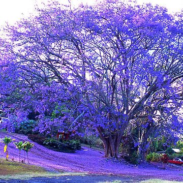 Jacaranda mimosifolia Jacaranda mimosifolia